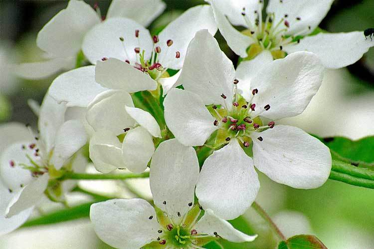 Image of Chinese pear