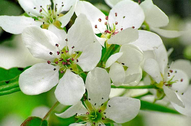 Image of Chinese pear