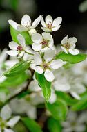 Image of Chinese pear