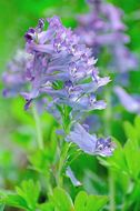 Imagem de Corydalis turtschaninovii Bess.