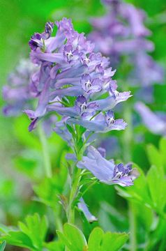 Imagem de Corydalis turtschaninovii Bess.