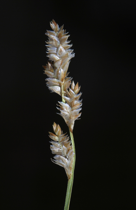 Image of Gray Bog Sedge