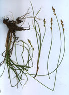 Image of Gray Bog Sedge