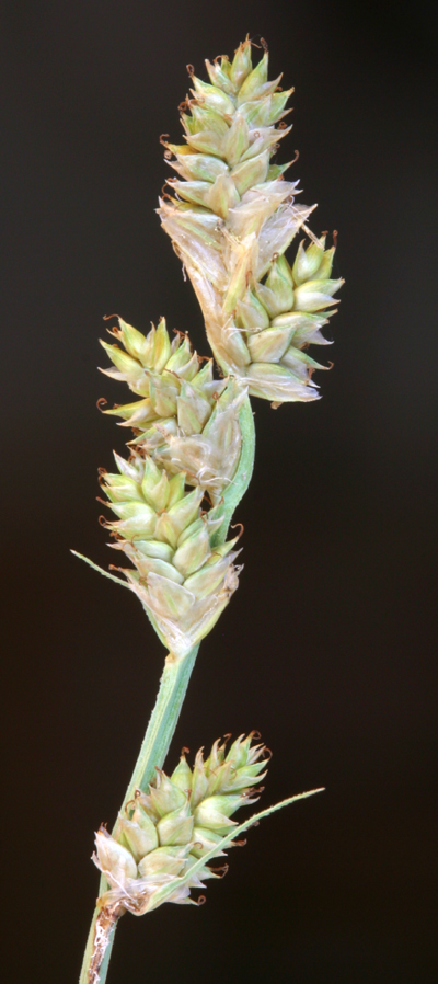 Image of Gray Bog Sedge