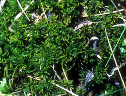 Image of Blandow's feather moss
