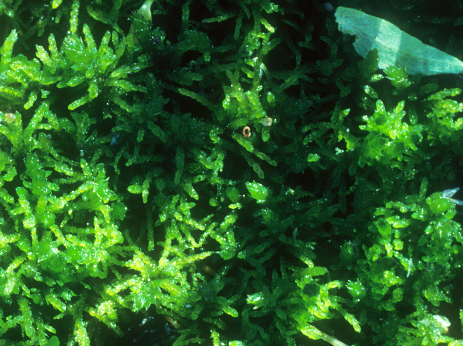 Image of Blandow's helodium moss