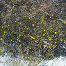 Image of Livermore tarweed