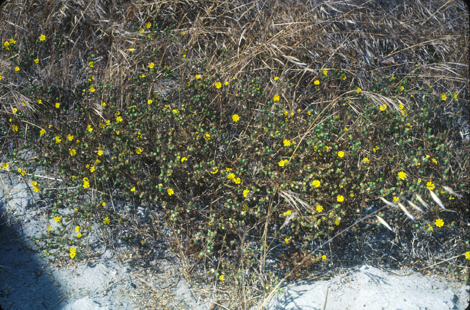 Image of Livermore tarweed