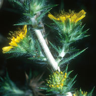 Image of Congdon's tarweed