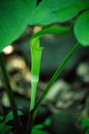 Image of Arisaema amurense Maxim.