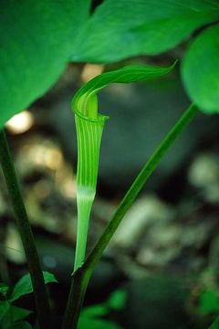 Arisaema amurense Maxim.的圖片