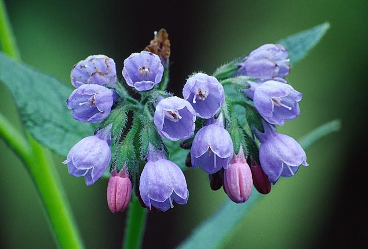 Image of boneset