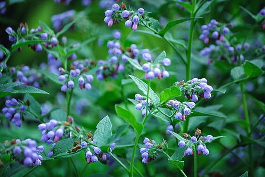 Image of boneset