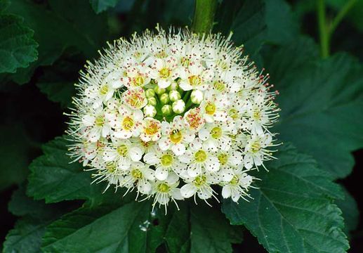 Imagem de Physocarpus opulifolius (L.) Maxim.