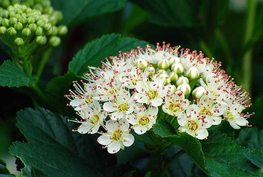 Plancia ëd Physocarpus opulifolius (L.) Maxim.