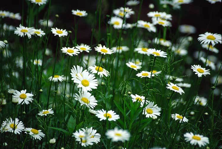 Image of Oxeye Daisy