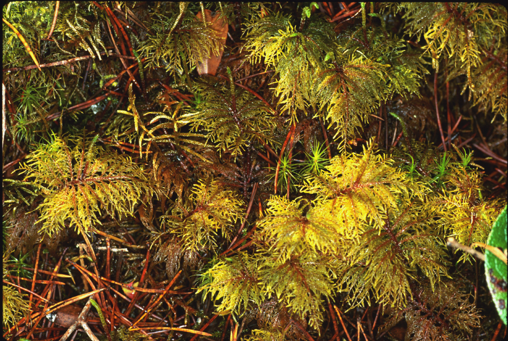 Image of splendid feather moss