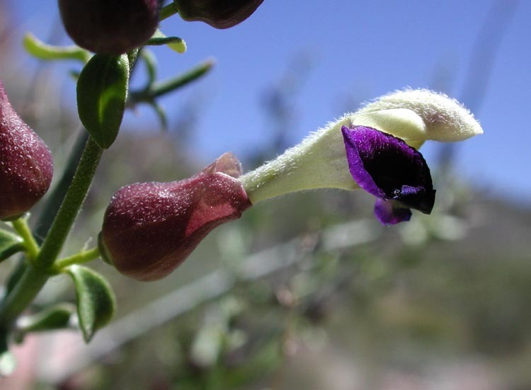 Sivun Scutellaria mexicana (Torr.) A. J. Paton kuva