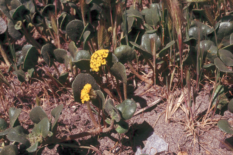 Image of coastal sand verbena