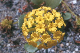 Image of coastal sand verbena