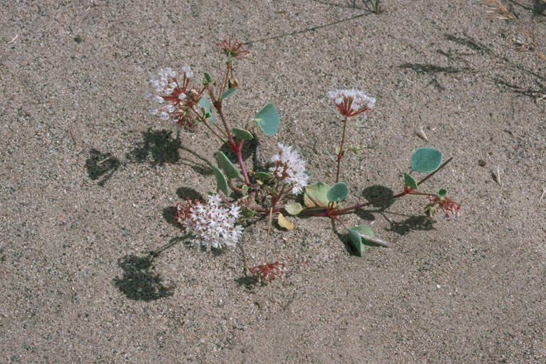 Image of transmontane sand verbena
