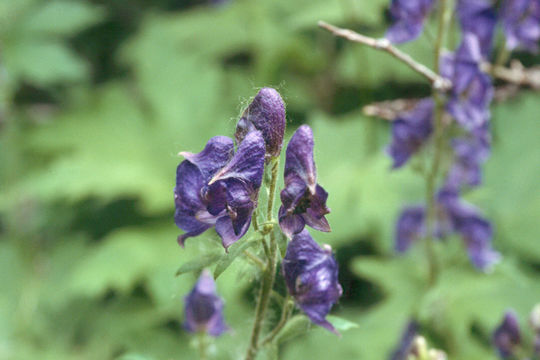 Image of Columbian monkshood