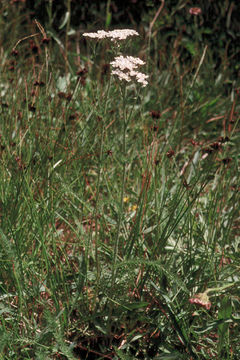 Image of yarrow, milfoil