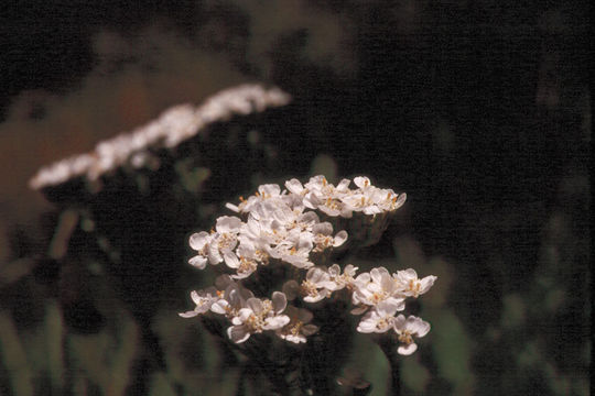 Image of yarrow, milfoil