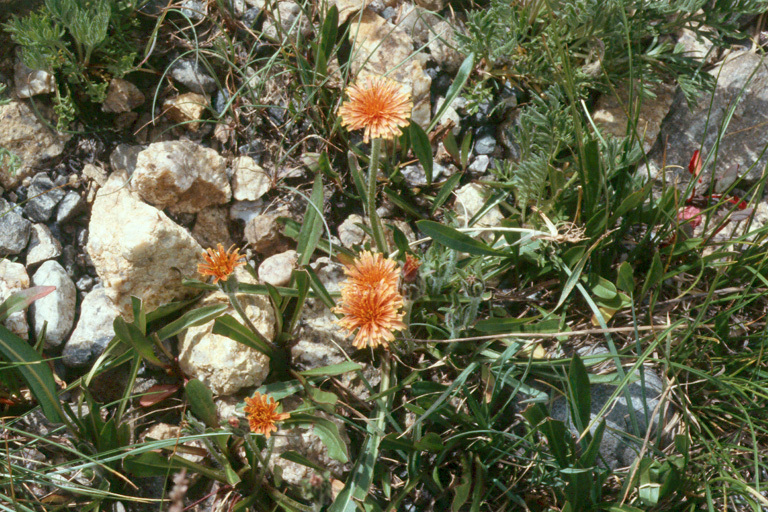 Image of orange agoseris