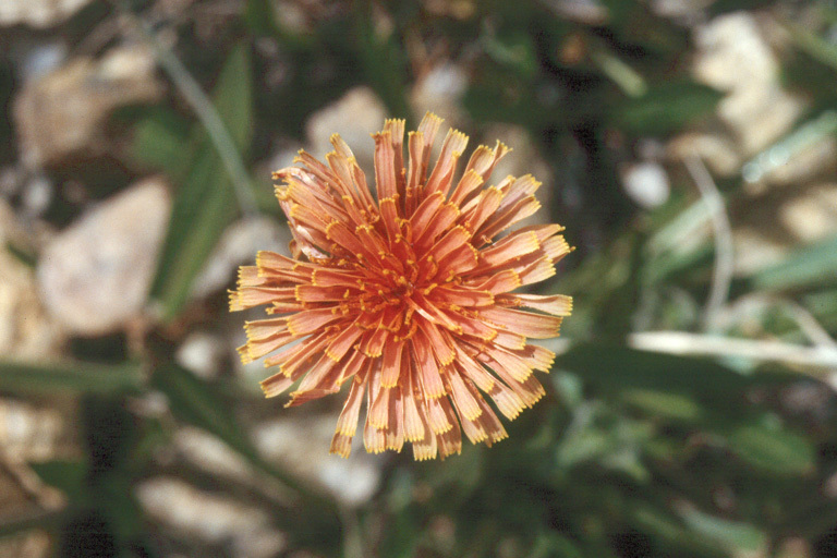 Image of orange agoseris