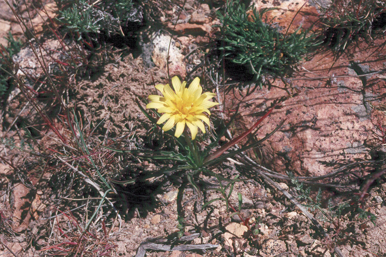 Image of pale agoseris