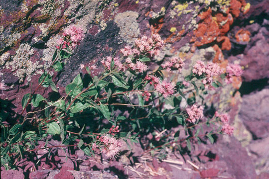 Image of western snakeroot