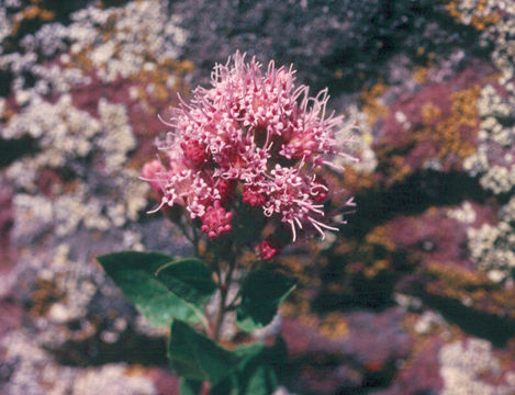 Image of western snakeroot