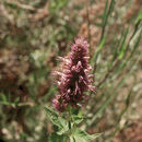 Image of <i>Agastache <i>urticifolia</i></i> var. urticifolia