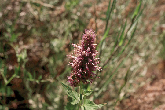 Image of <i>Agastache <i>urticifolia</i></i> var. urticifolia