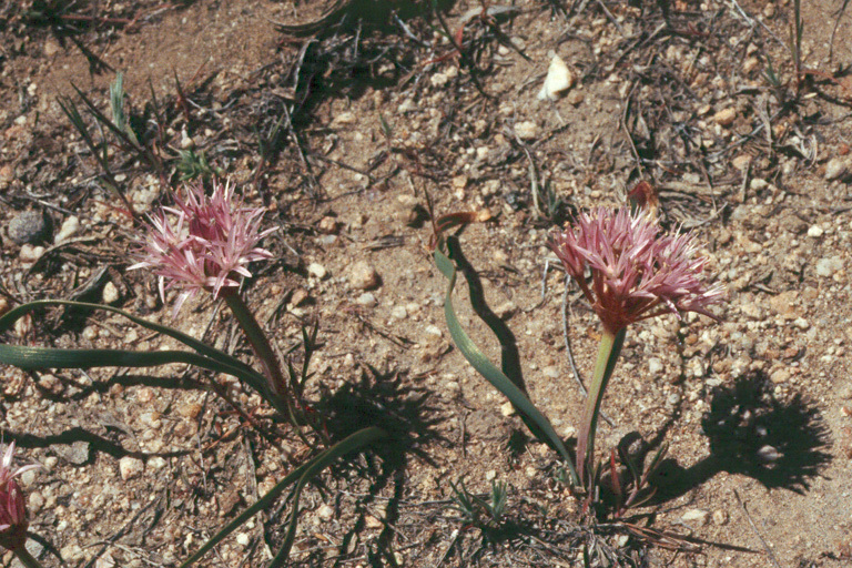 Image of twinleaf onion