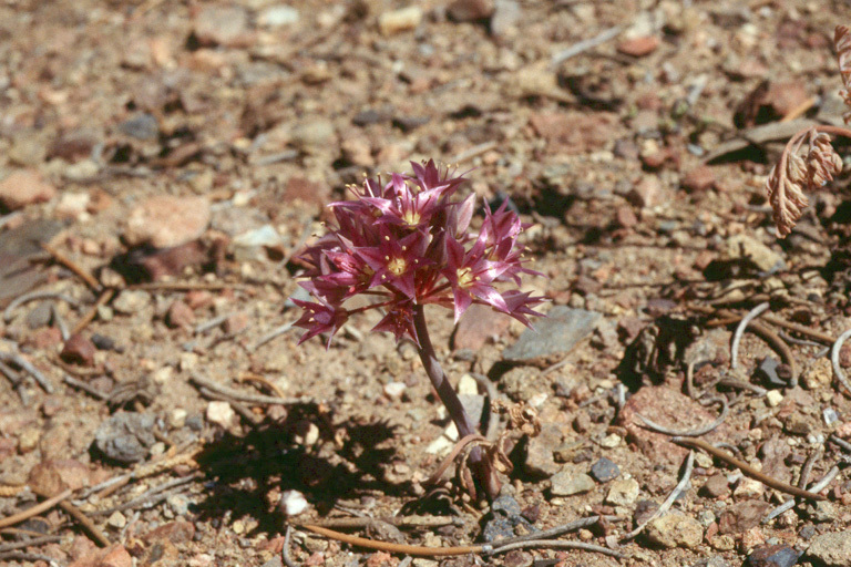 Image of darkred onion