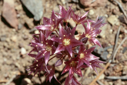 Слика од Allium atrorubens S. Watson