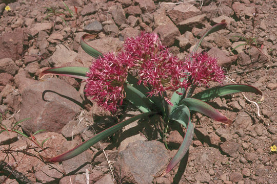 Image de Allium platycaule S. Watson