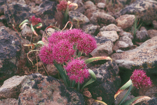 Image de Allium platycaule S. Watson