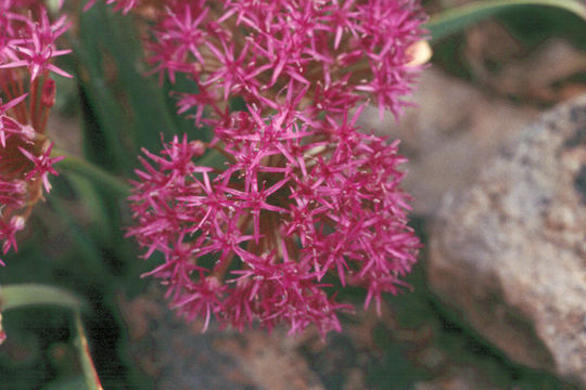 Image de Allium platycaule S. Watson