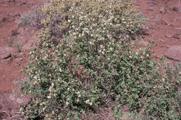 Image of Saskatoon serviceberry