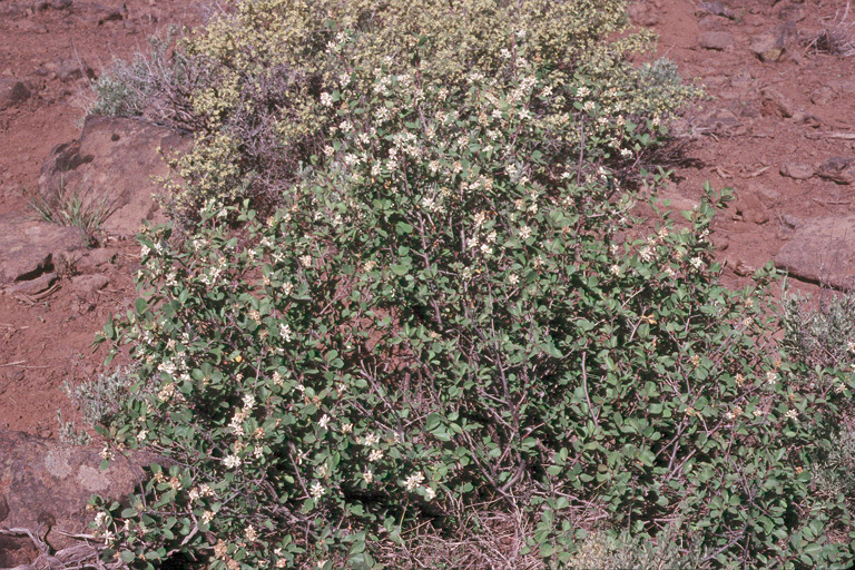 Image of Saskatoon serviceberry