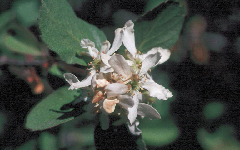 Image of Saskatoon serviceberry