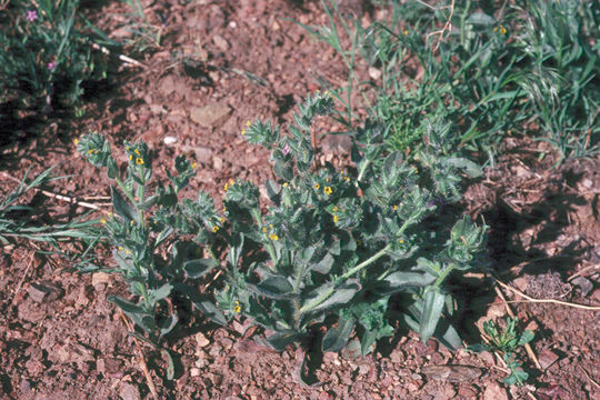 Слика од Amsinckia tessellata A. Gray