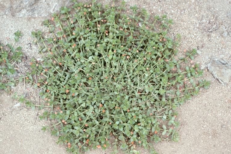 Lysimachia arvensis (L.) U. Manns & Anderb. resmi