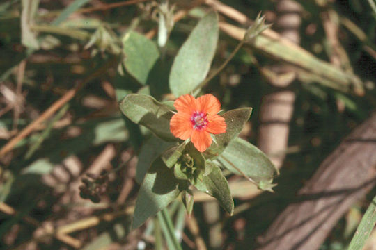 Lysimachia arvensis (L.) U. Manns & Anderb. resmi