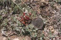 Image of pygmyflower rockjasmine