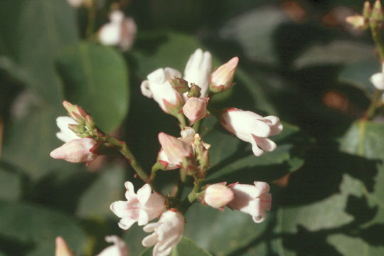 Image of flytrap dogbane