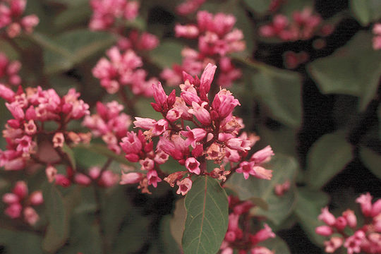 Image of flytrap dogbane